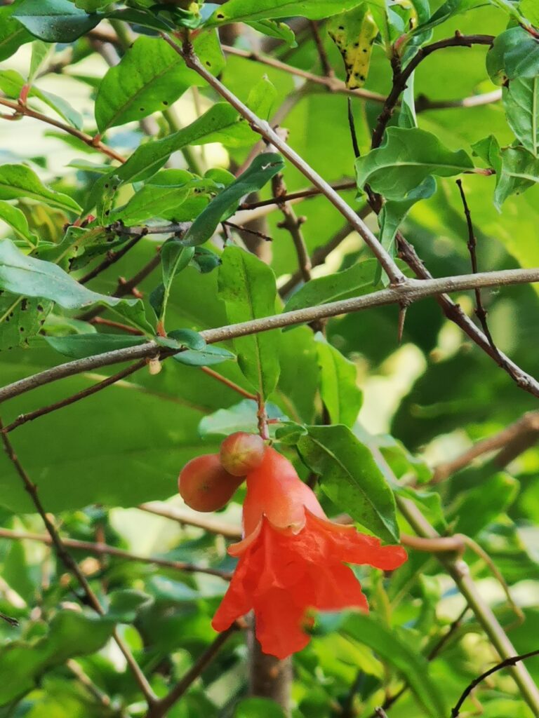 Pomegranate Flower