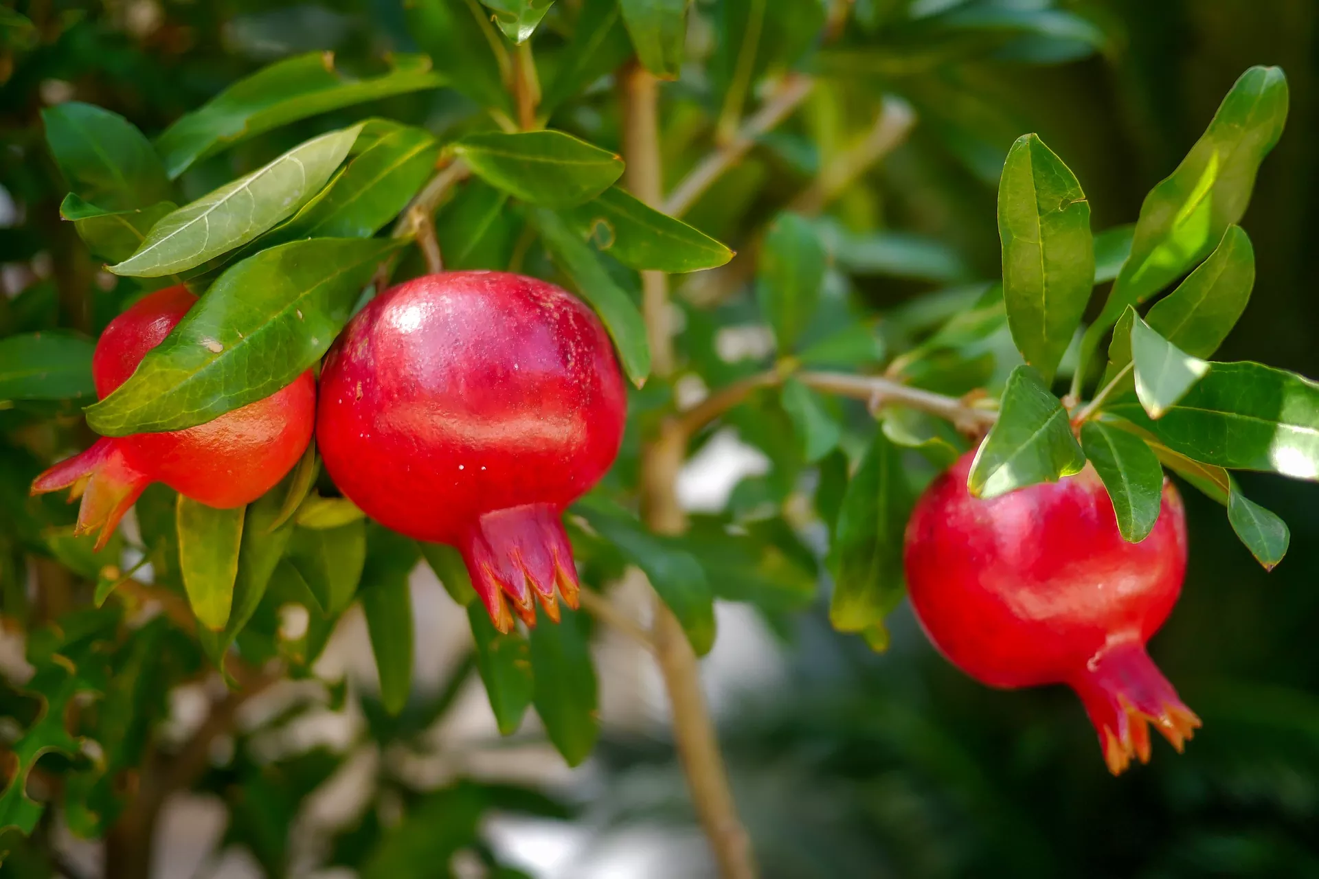 Pomegranate-Delum