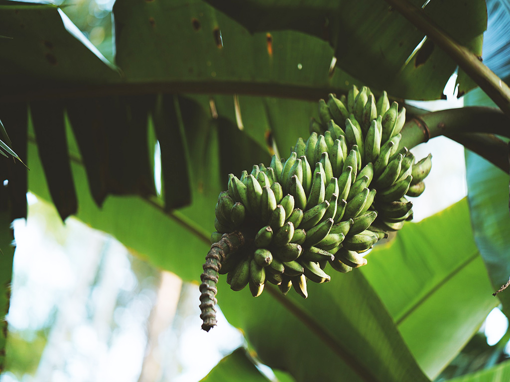 Banana Tree