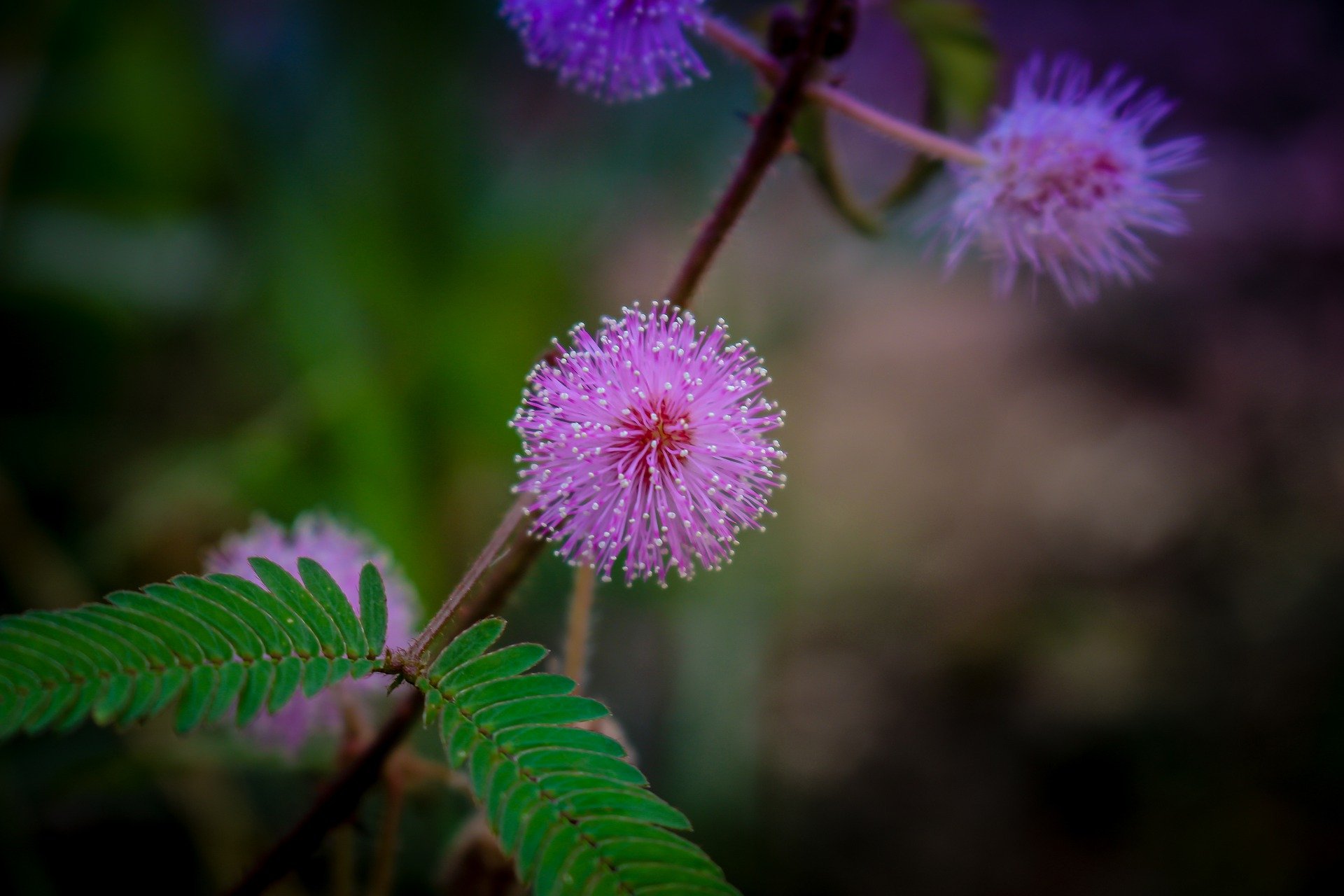 Mimosa Pudica Nidikumba