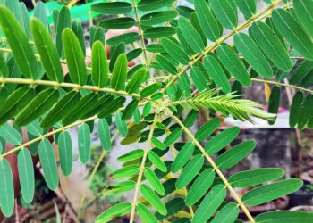 kathurumurunga-Sesbania grandiflora