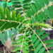 kathurumurunga-Sesbania grandiflora