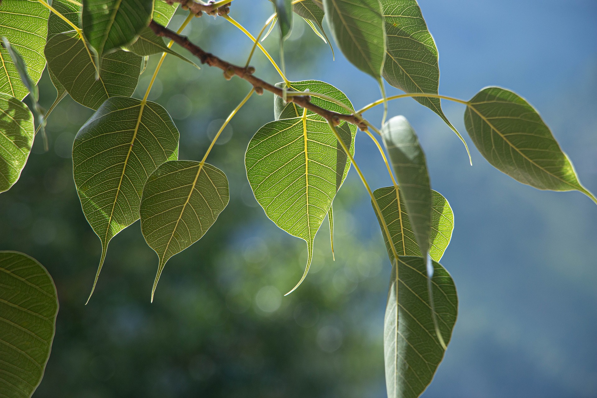 BO tree leaf