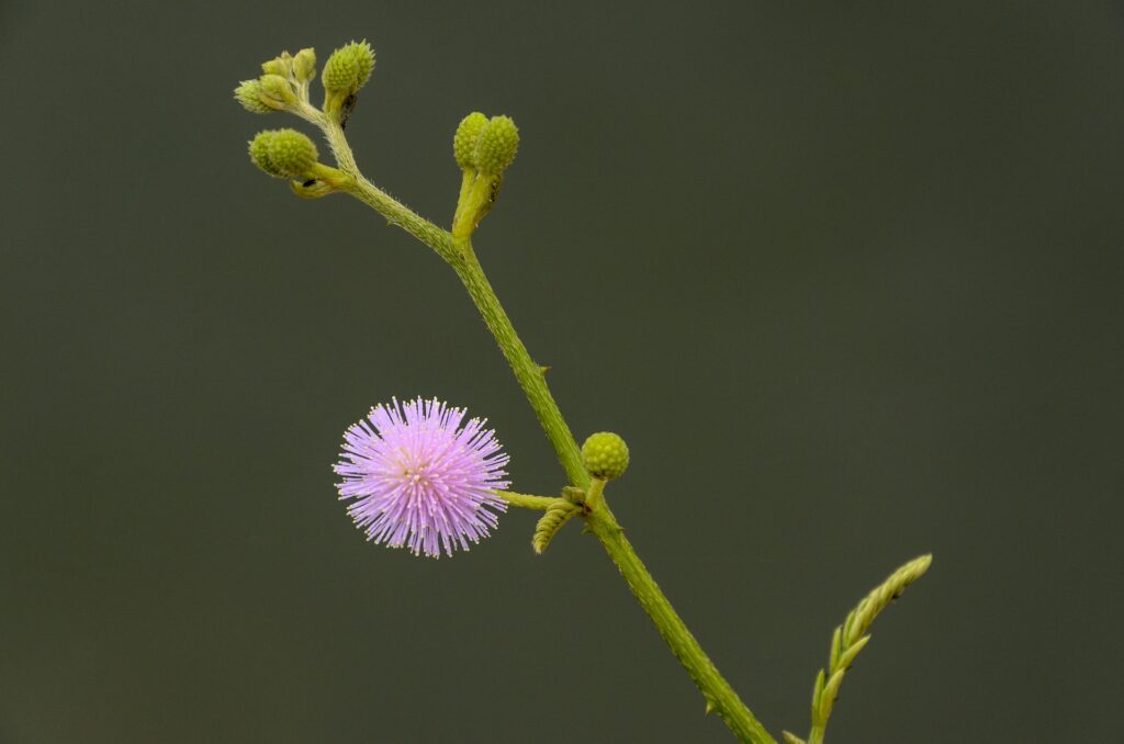 Mimosa Pudica Plant [Nidikumba] Divine Plants