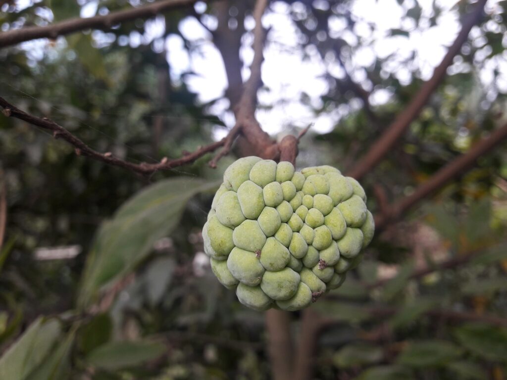 Sugar Apple/ Sweetsop