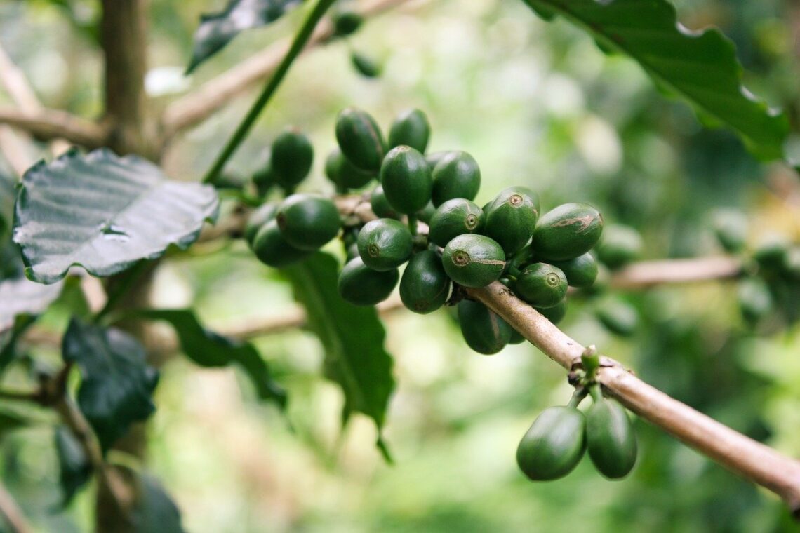 Coffee Plant 07 Benefits of Drinking Coffee Divine Plant