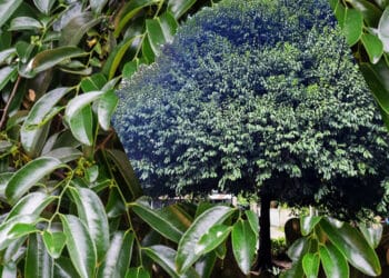 kaluwara tree