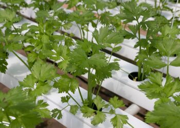 coriander plant