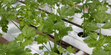 coriander plant